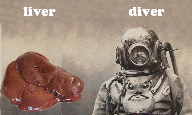 A liver. A diver.